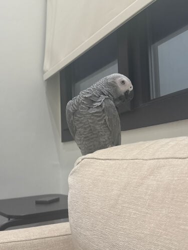 kasko 