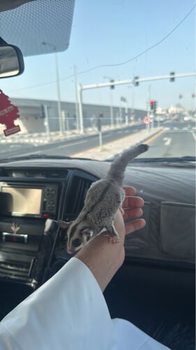 سنجاب 