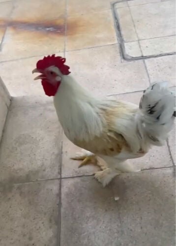 ديوك براهما