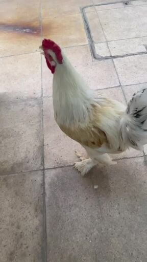 دياكة براهما (ابيض)