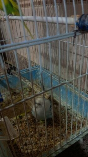 Budgies for sale