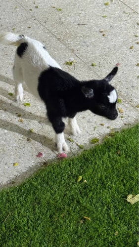  male pygmy goat 