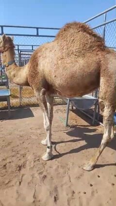 للبيع حاضنه مهجنه