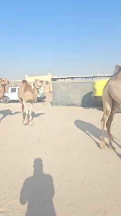 9بكار طالعه من عزبه الشيخ