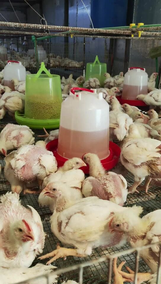 broiler chicken