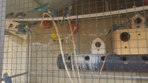 Big cage with all