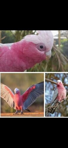 The cockatoo is wanted.