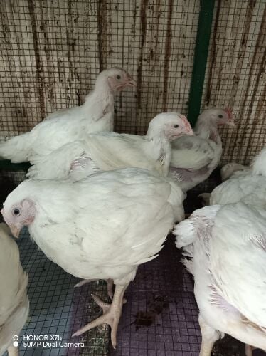 Al reef birds
