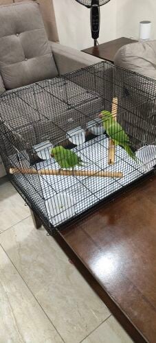 Indian Ringneck Parrot with Cage