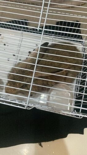 Rabbit