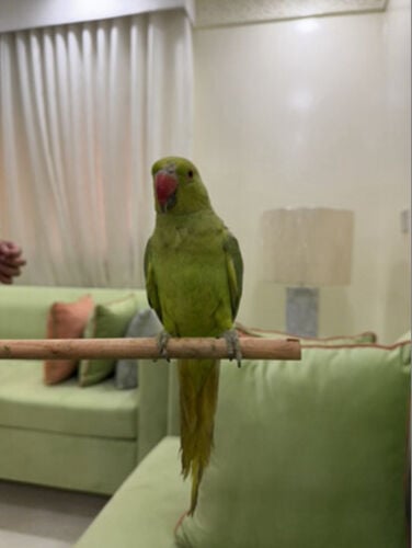 عصفور الدره