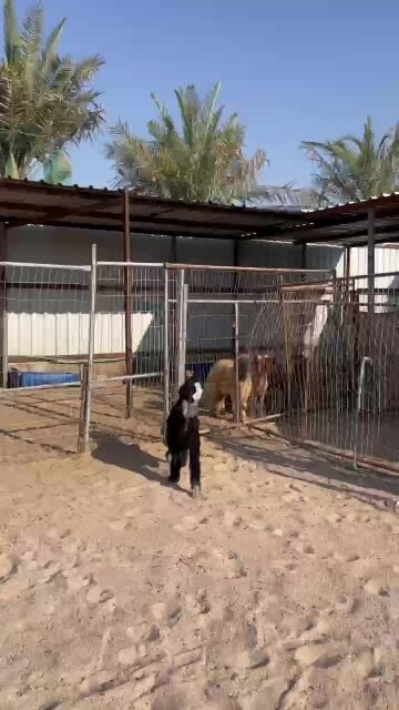 تيس عارضي مغلق فاخر فاخر 