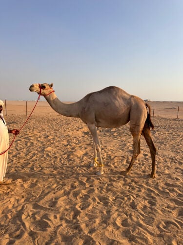 متلي للبيع