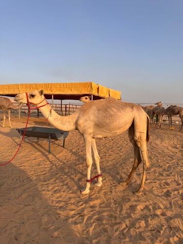 بكره حقة للبيع