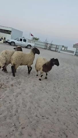 للبيع رخال سوريه