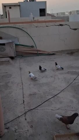 Pakistani pigeon
