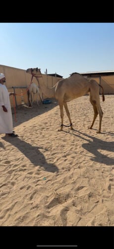 للبيع فطيمة شكل و سلاله