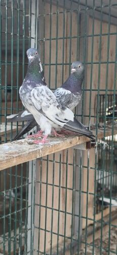pure kamagar breeder pair
