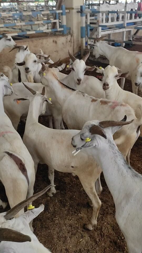 New Big India Goat