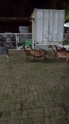 وعول ضأن
