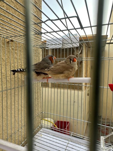 zebra birds jumbo 