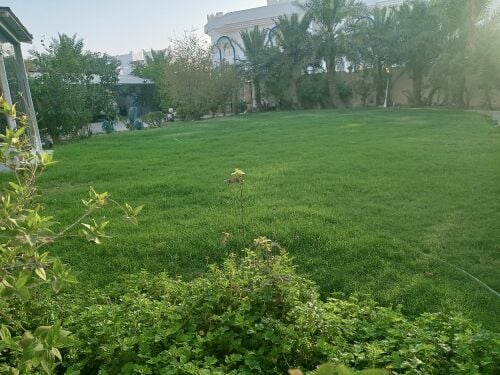 جاوید البلوشی