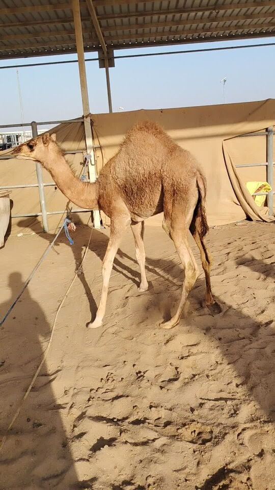 بكره شكلها غرام و زين