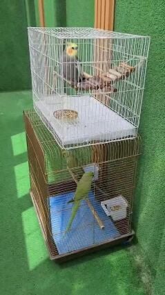 2 طيور درة رائعة ذو اصوات جميلة