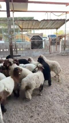 للبيع طليان عرب و بلدية 