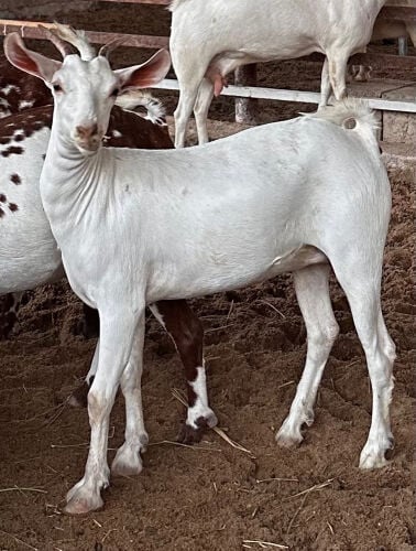 جمده عمانيه برصا اصيله
