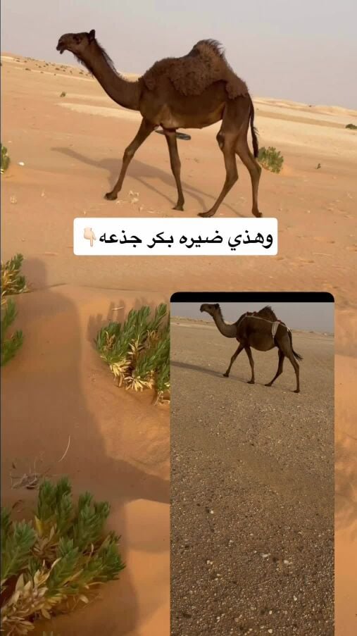 محمد
