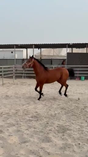 حصان عربي ريس فاخر