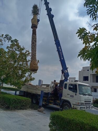 زراعه النخل