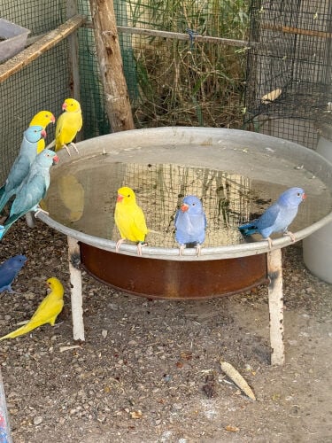 breeding pairs