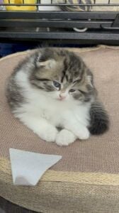 this cat scothis cat