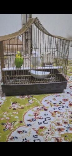 bird