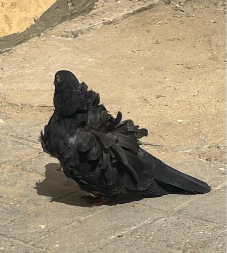 حمام كشكي فاخر 