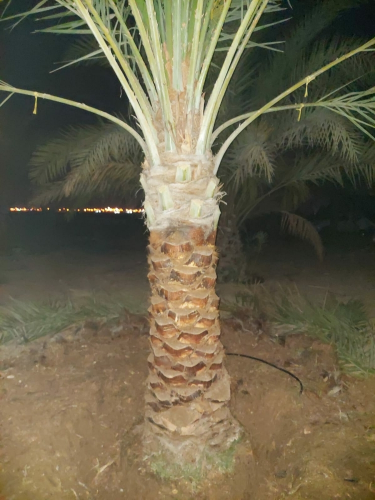 النخيل