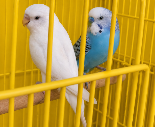 Budgie 2  pair