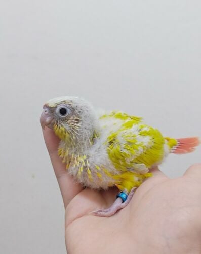 sun check chick