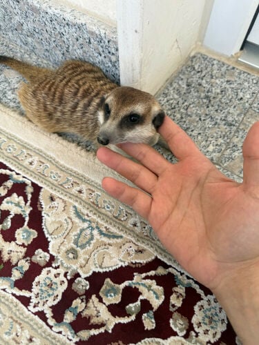 ميركات  تيمون اليف جدا