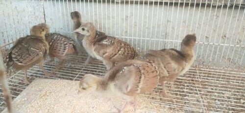 فروخ طاووس