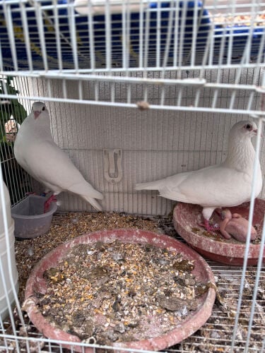  Pair of French Pigeon with Chicks