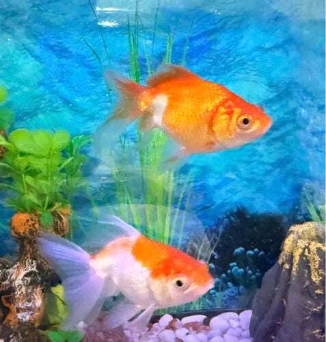 gold and cat fish