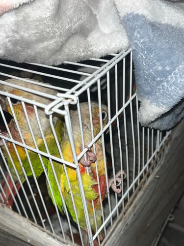 conure birds