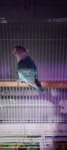blue fisher male