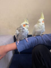 cocktail pair for sale with eggs 