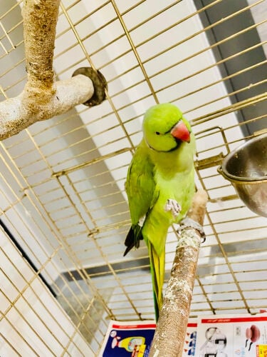 Ringneck parrots Pair with Cage