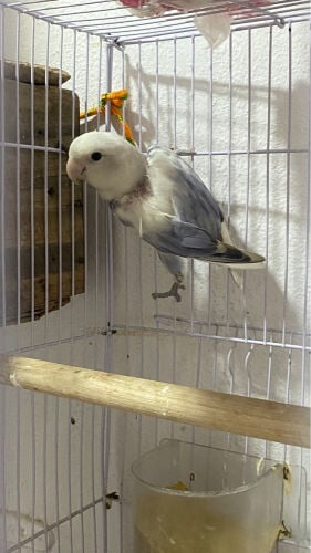 روز ابولاين