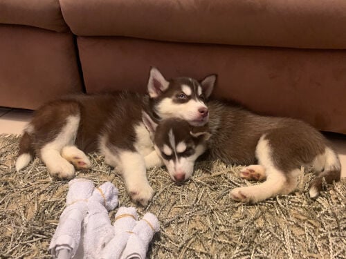 Male & Female huskies for adoption